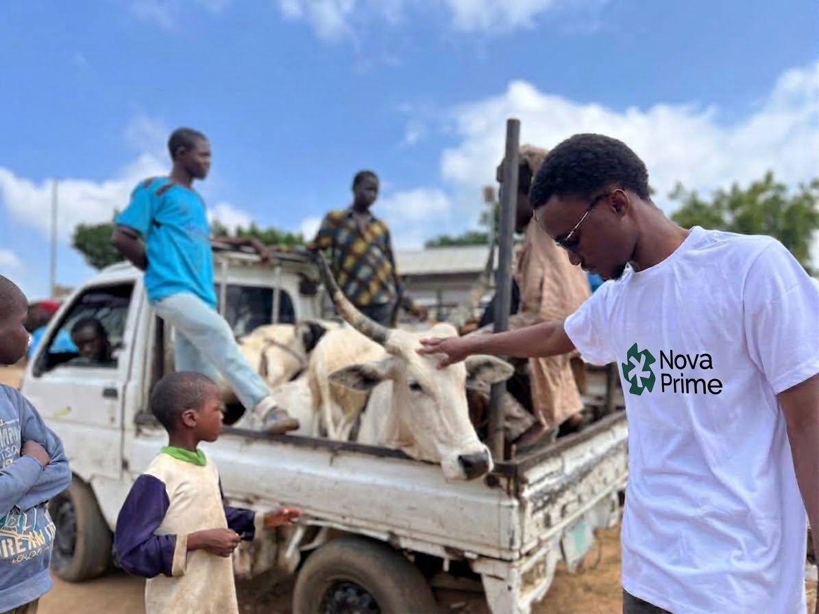 A person in a Nova Prime shirt alongside cattle