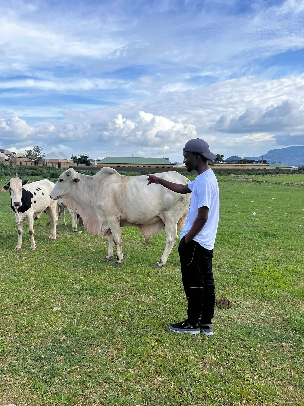 Cattle on open pasture from the Novaprime field archive